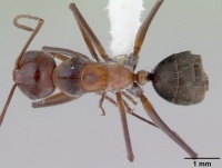 Camponotus donnellani casent0172148 dorsal 1.jpg