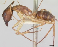 Camponotus hova fulvus casent0101344 profile 1.jpg