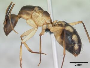 Camponotus maculatus casent0125148 profile 1.jpg