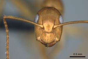 Camponotus polynesicus casent0187250 h 1 high.jpg
