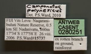 Camponotus polynesicus casent0280251 l 1 high.jpg