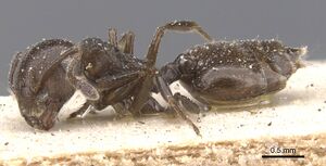 Crematogaster excisa casent0912658 p 1 high.jpg