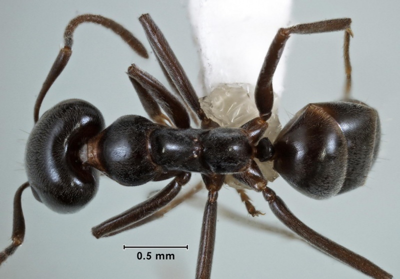 File:Iridomyrmex calvus ANIC32-000039 top 40-Antwiki.jpg