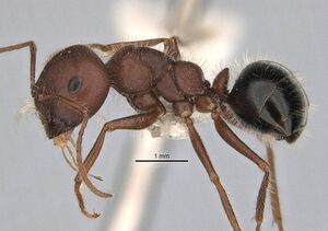 Melophorus hirsutipes anic32-900093 p 1 high.jpg