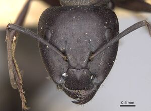 Camponotus rufoglaucus casent0906956 h 1 high.jpg