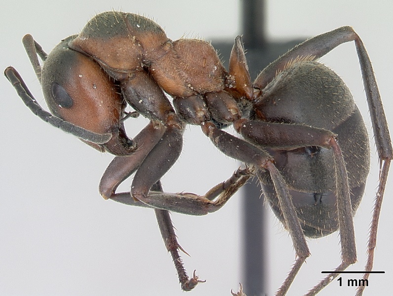 File:Formica pratensis casent0173142 profile 1.jpg