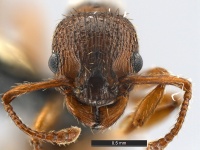 Myrmica-scabrinodis-MCZ001H.jpg