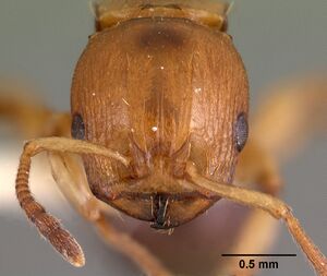 Terataner luteus casent0102051 head 2.jpg