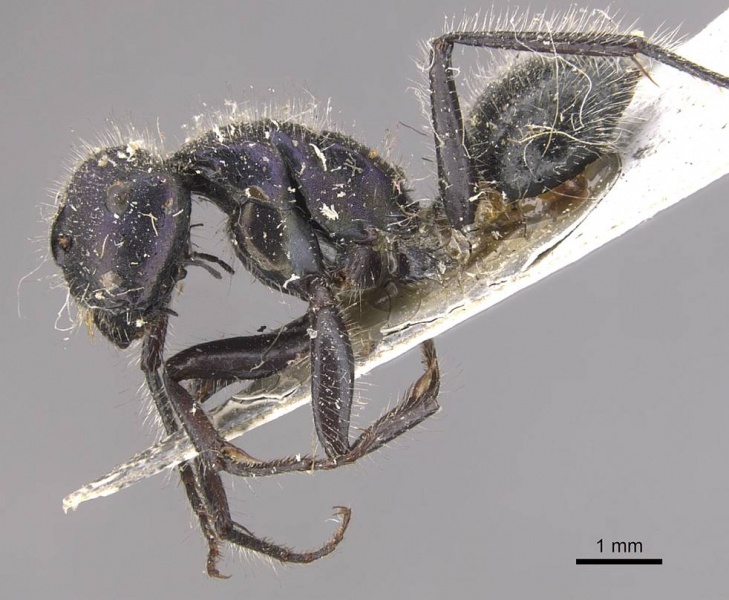 File:Calomyrmex purpureus casent0910763 p 1 high.jpg