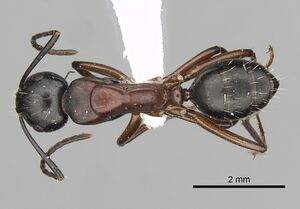 Camponotus innexus casent0280178 d 1 high.jpg