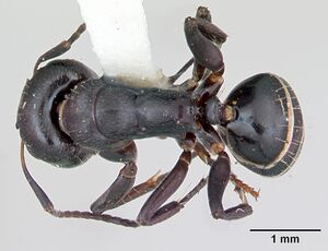 Camponotus peleliuensis casent0173099 dorsal 1.jpg