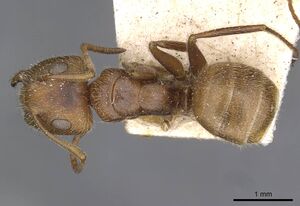 Camponotus pittieri casent0910708 d 1 high.jpg