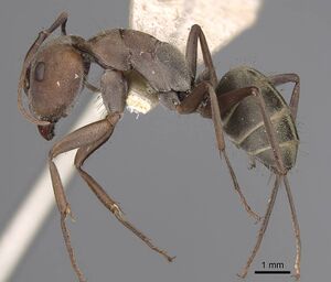 Camponotus rufoglaucus casent0906958 p 1 high.jpg