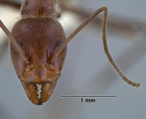 Iridomyrmex azureus head view