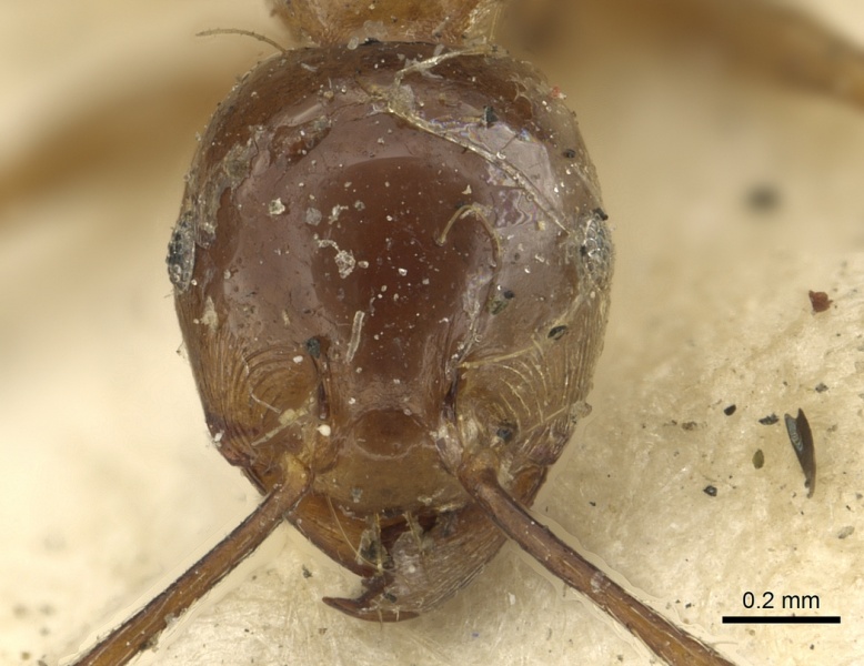 File:Pheidologeton affinis casent0901419 h 1 high.jpg