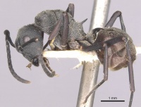 Polyrhachis sophocles casent0910898 p 1 high.jpg