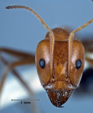 Iridomyrmex spodipilus head view