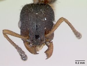 Leptothorax acervorum casent0173140 head 1.jpg