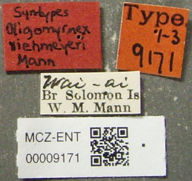 File:MCZ-ENT00009171 Oligomyrmex viehmeyeri lbs.jpg