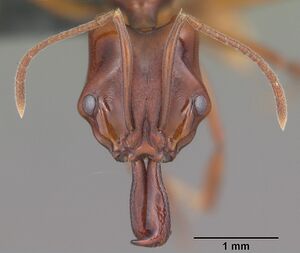 Anochetus madagascarensis casent0104547 head 1.jpg