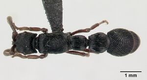 Cerapachys crawleyi casent0179461 dorsal 1.jpg