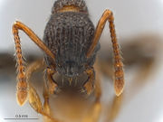 Myrmica-punctiventris-MCZ001H.jpg