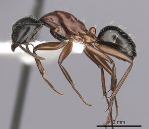 Camponotus innexus casent0280178 p 1 high.jpg
