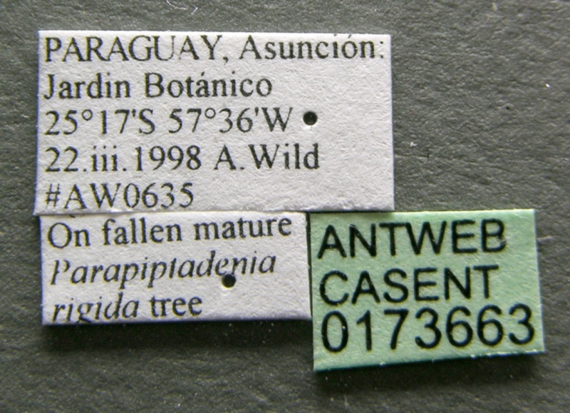 File:Cephalotes atratus casent0173663 label 1.jpg