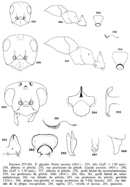 File:Francoeur 1973 253-268 glacialis.jpg