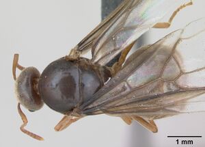 Lasius flavus casent0173149 dorsal 1.jpg