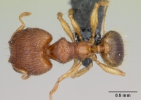 Pheidole parva casent0055997 d 1 high.jpg