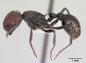 Pogonomyrmex vermiculatus chubutensis casent0103403 profile 1.jpg