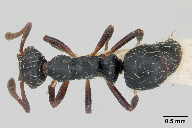 File:Thaumatomyrmex mutilatus casent0173034 dorsal 1.jpg