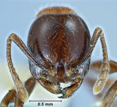 Monomorium rubriceps paratype ANIC32-015646 head 50-final.jpg