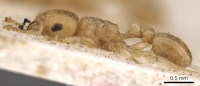 Tetramorium incruentatum casent0901215 p 1 high.jpg