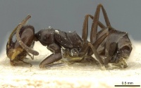 Dorymyrmex confusus casent0911529 p 1 high.jpg