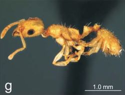 Nesomyrmex cederbergensis P.jpg