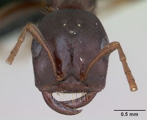 Polyergus nigerrimus casent0173329 head 1.jpg