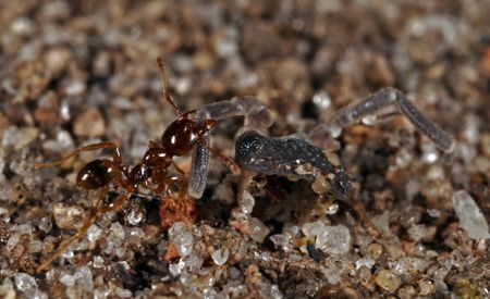Shattuck C7515-1, Aphaenogaster longiceps, Broulee, NSW-web.jpg