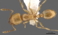 Tetramorium amaurum D casent0901161.jpg