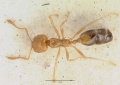 Monomorium destructor casent0008623 dorsal 1.jpg