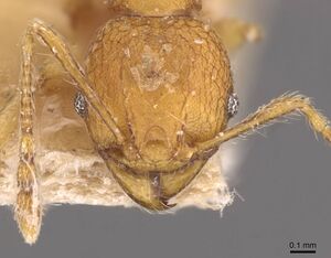 Pheidole quadrensis casent0907769 h 1 high.jpg