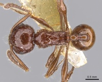 Pristomyrmex curvulus casent0901716 d 1 high.jpg