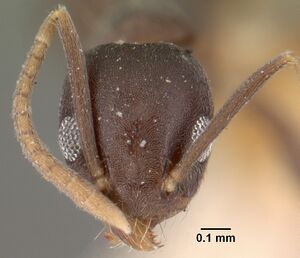 Technomyrmex albipes casent0101467 head 1.jpg