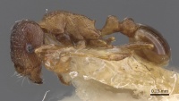 Tetramorium nautarum casent0915035 p 1 high.jpg