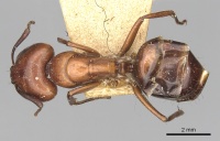 Camponotus alii casent0249888 d 1 high.jpg