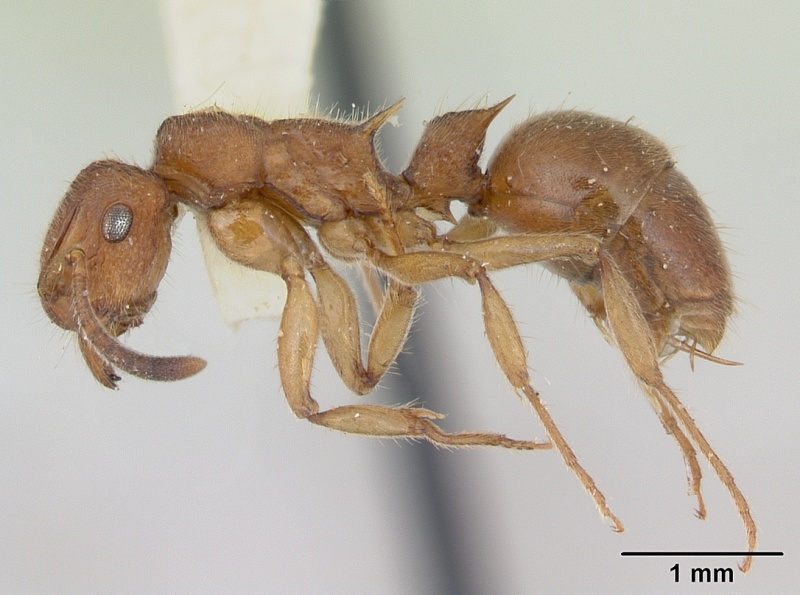 File:Acanthoponera minor castype06888 profile 1.jpg