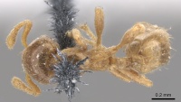 Allomerus septemarticulatus casent0902177 d 1 high.jpg