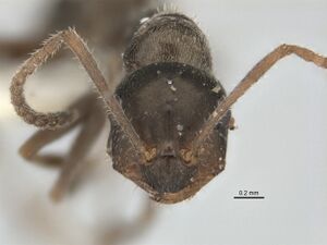 Melophorus gibbosus minor head ANIC3-900191.jpg