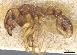 Tetramorium erectum casent0904837 p 1 high.jpg